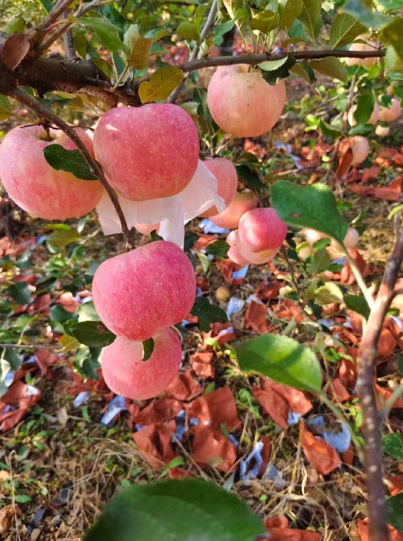 红富士苹果