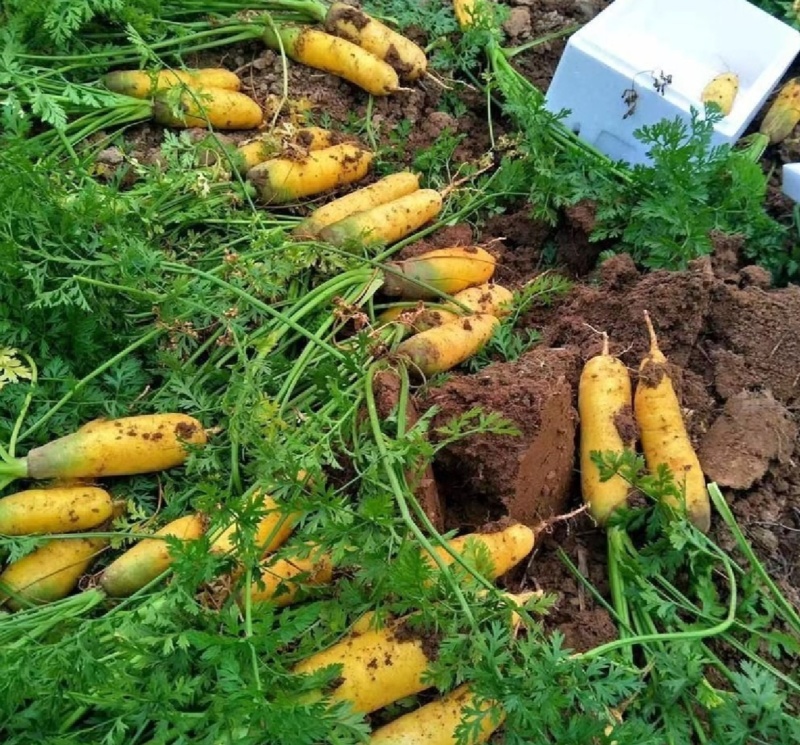 江苏胡萝卜黄胡萝卜基地直供量大从优欢迎联系价