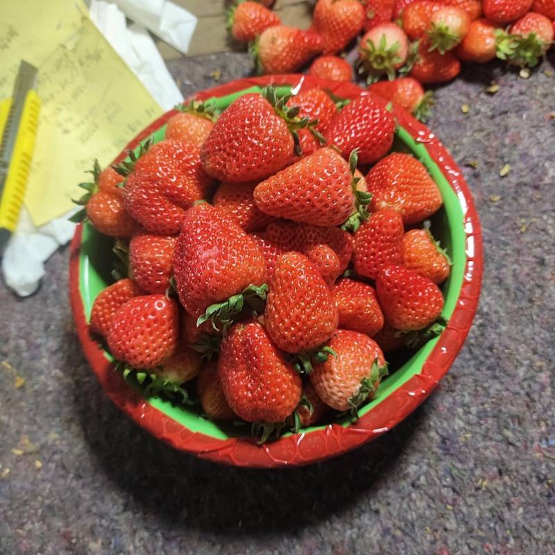 宁玉草莓代收代购，大量有货，可对接全国，可视频看货