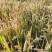 江苏沭阳高墟大米（梗米）