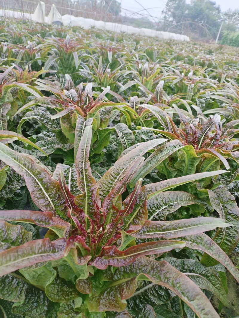 红叶香莴苣莴笋基地直发品质保证诚信经营量大从优
