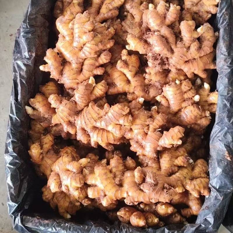 小黄姜老姜大量供货对接商超市场团购品质保证来电