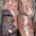 四号肉卷库存30吨