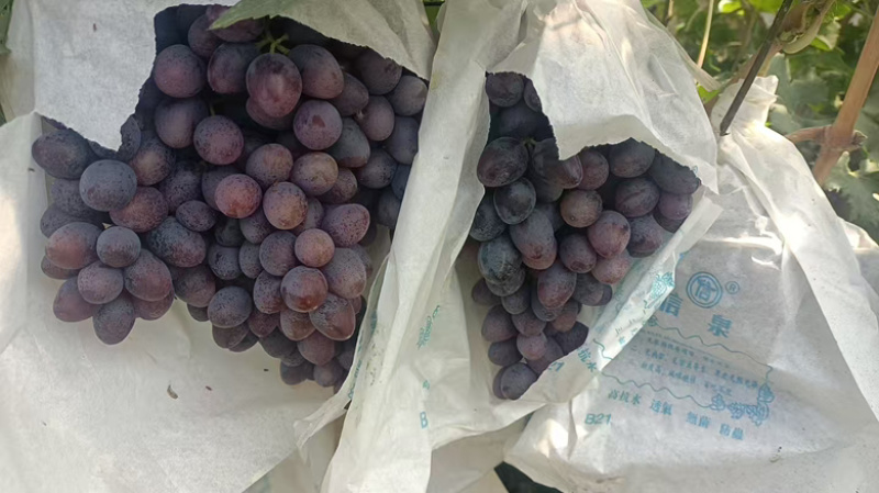 A17自家种植现货现摘价格优惠量大来聊