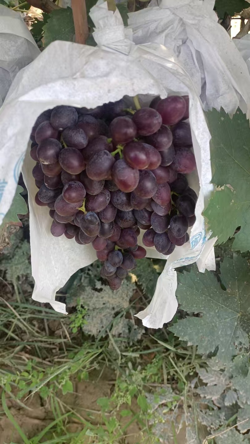 A17自家种植现货现摘价格优惠量大来聊