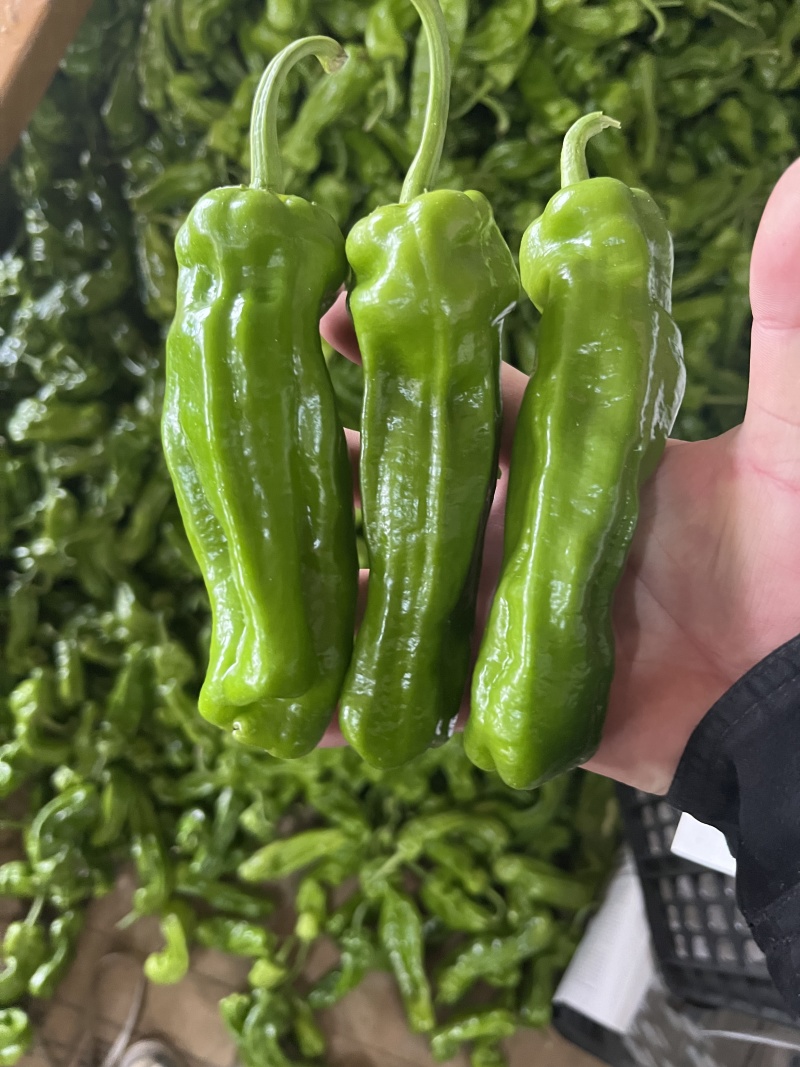 夏邑薄皮苏椒