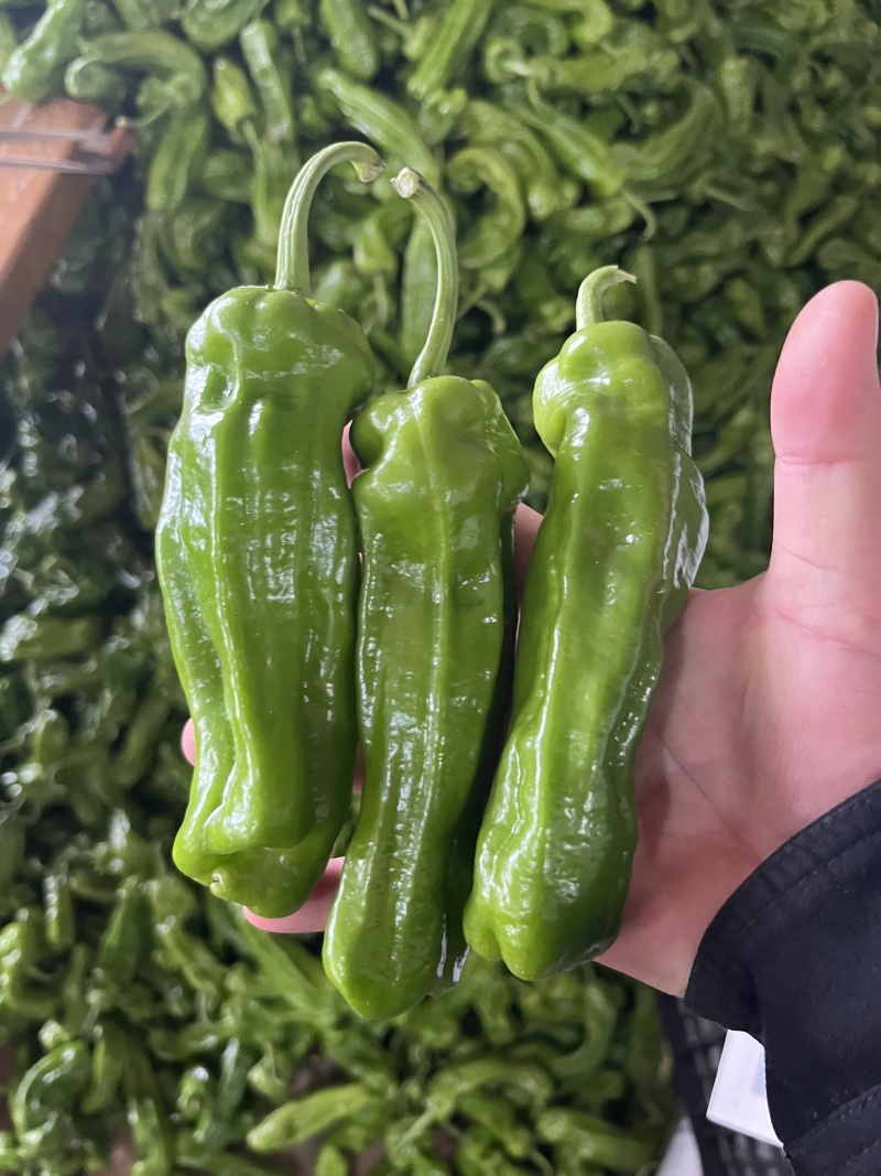 夏邑薄皮苏椒