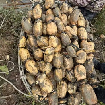 湖南精品田藕莲藕产地直发一手货源质量保证
