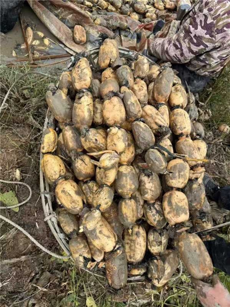 湖南精品田藕莲藕产地直发一手货源质量保证