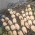 湖南精品田藕莲藕产地直发一手货源质量保证