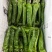 夏邑301辣椒炮椒