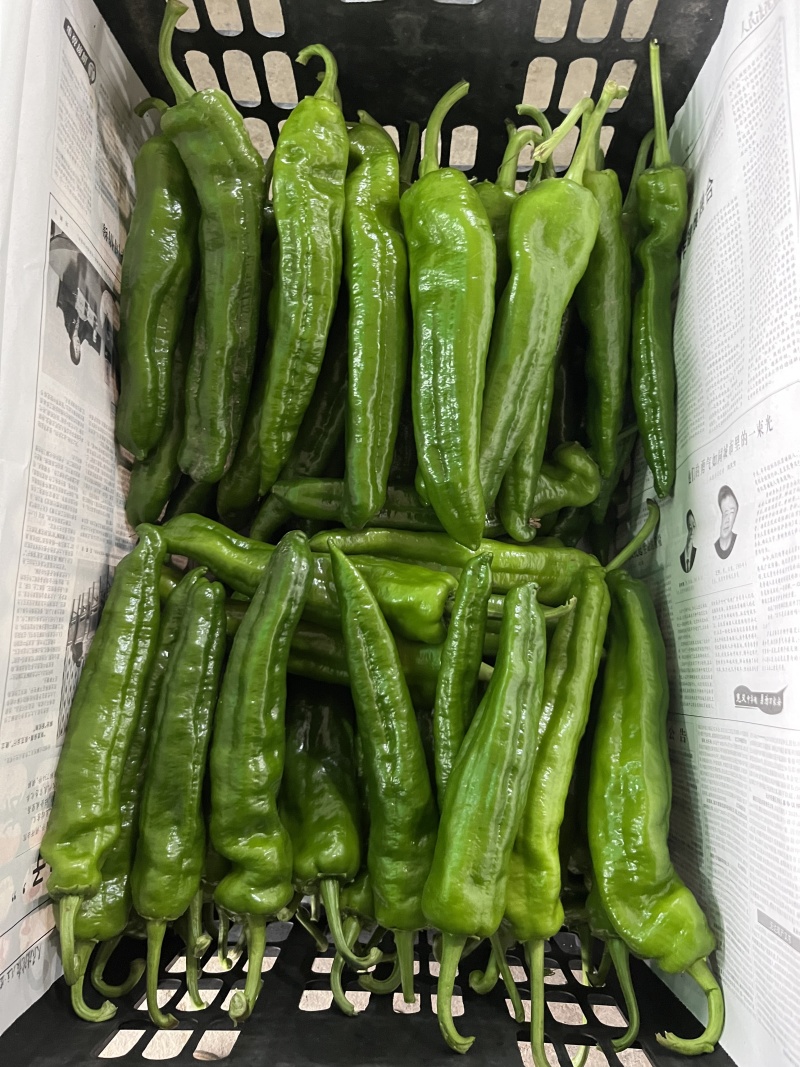 夏邑301辣椒炮椒