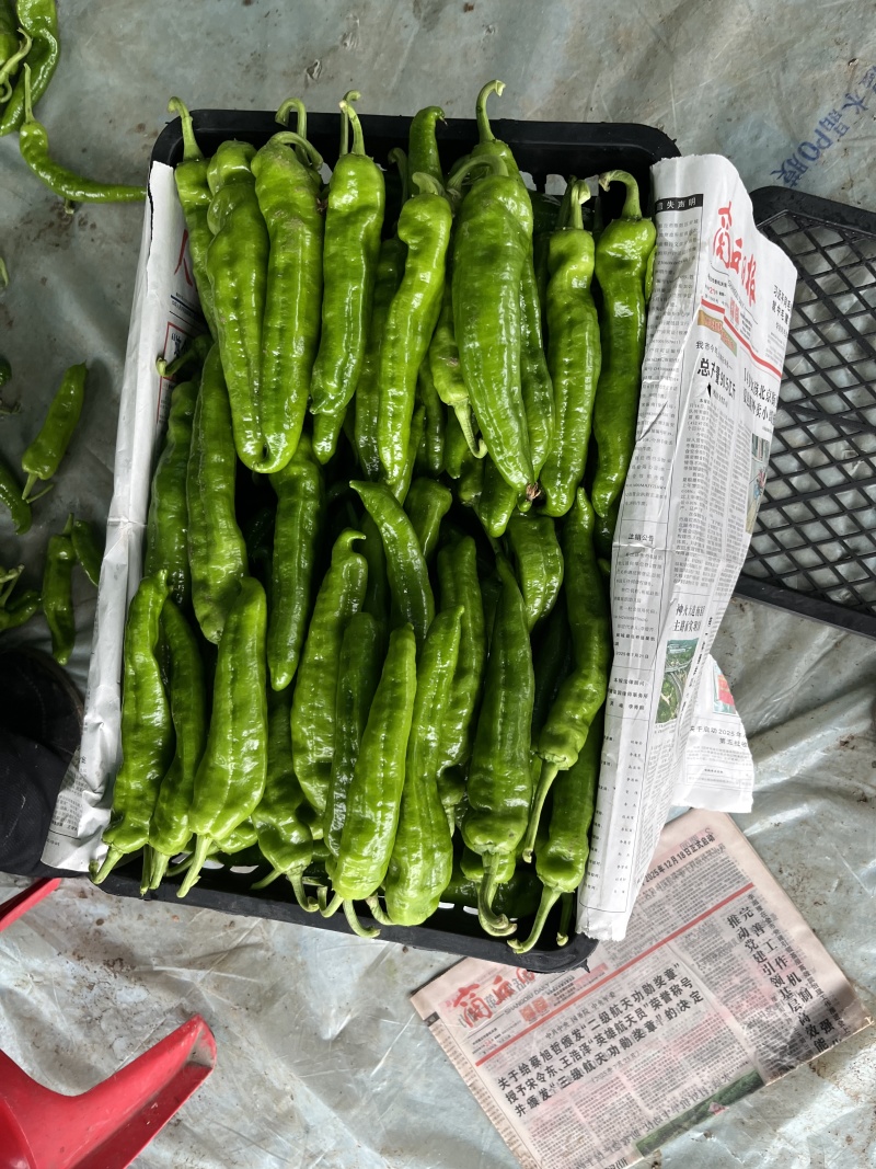 夏邑301辣椒炮椒