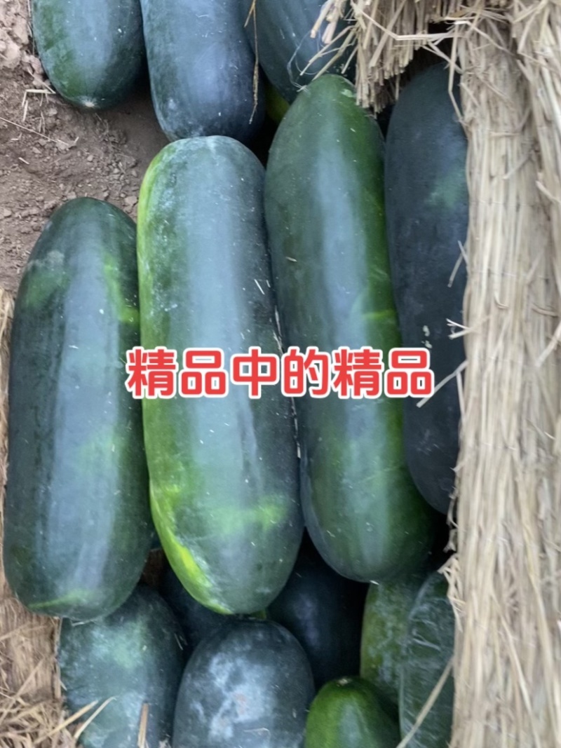 存储冬瓜大量现货高品质黑将军品种水洗