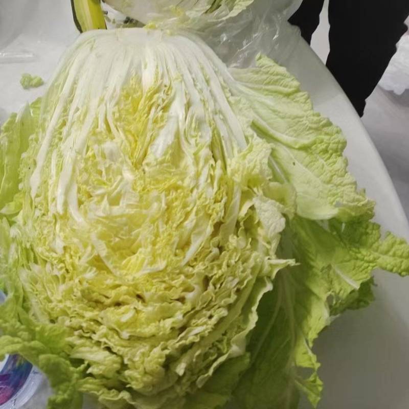 精品黄心大白菜