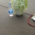 精品黄心大白菜