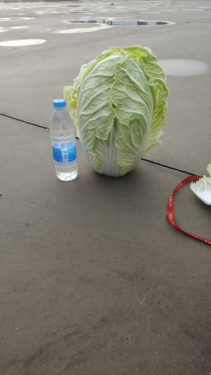 精品黄心大白菜