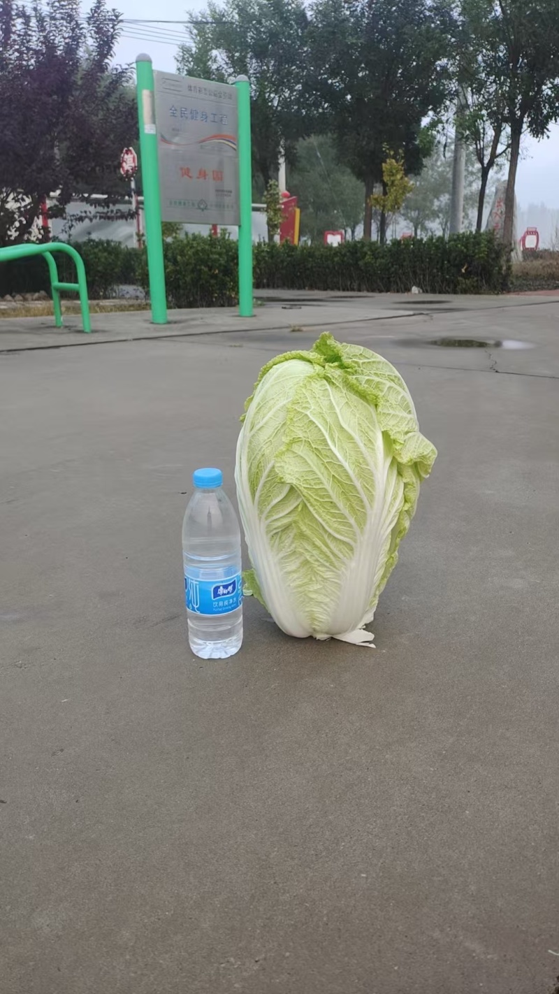 精品黄心大白菜