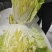 精品黄心大白菜