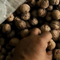 涉县核桃