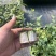L29-l32-l33f6小球苗