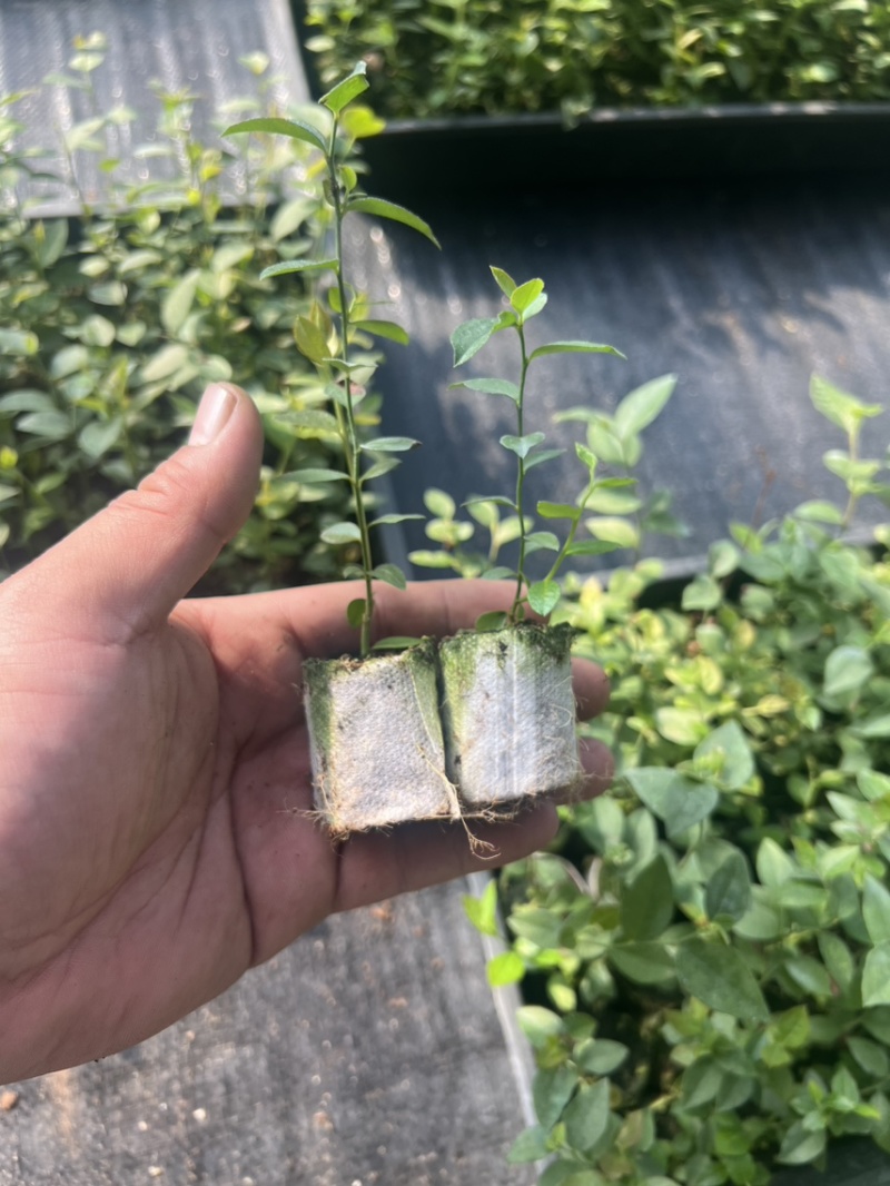 L29-l32-l33f6小球苗