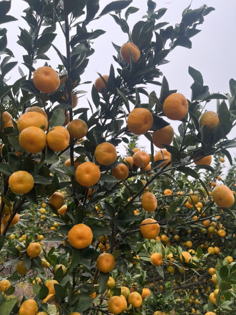 广西高山蜜橘大量上市