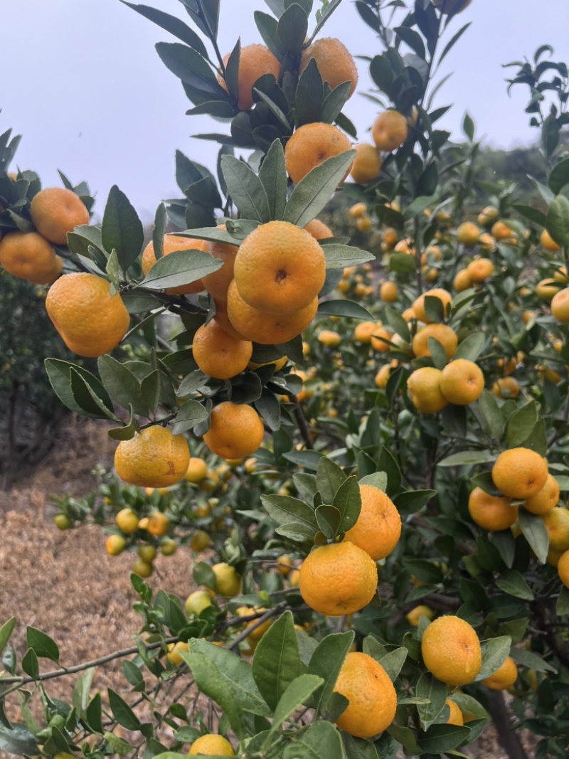 广西高山蜜橘大量上市