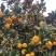 广西高山蜜橘大量上市