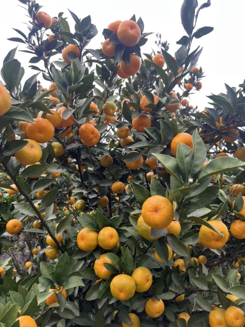广西高山蜜橘大量上市