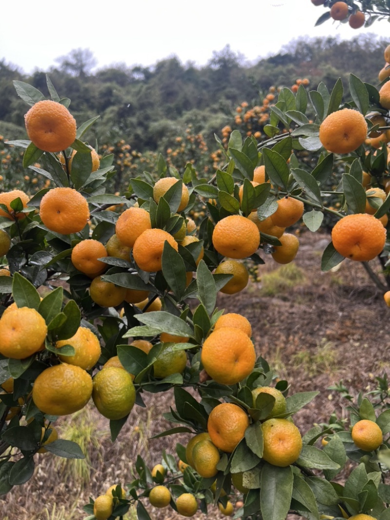 广西高山蜜橘大量上市