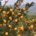 广西高山蜜橘大量上市