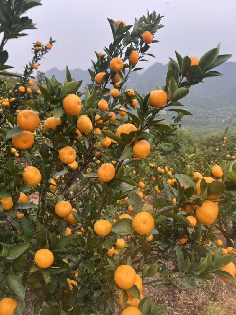 广西高山蜜橘大量上市