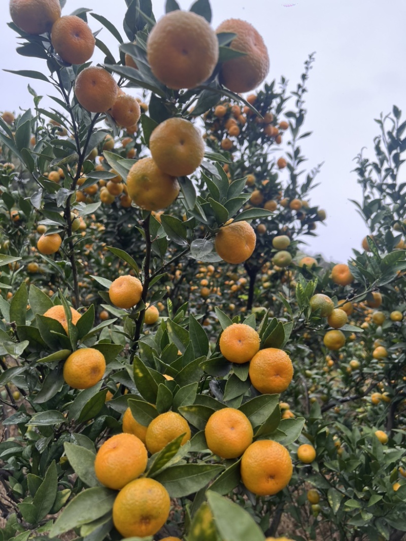 广西高山蜜橘大量上市