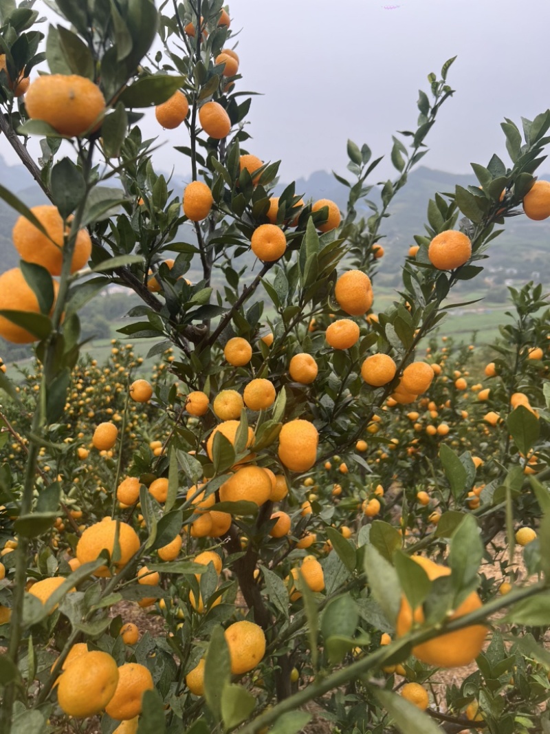 广西高山蜜橘大量上市