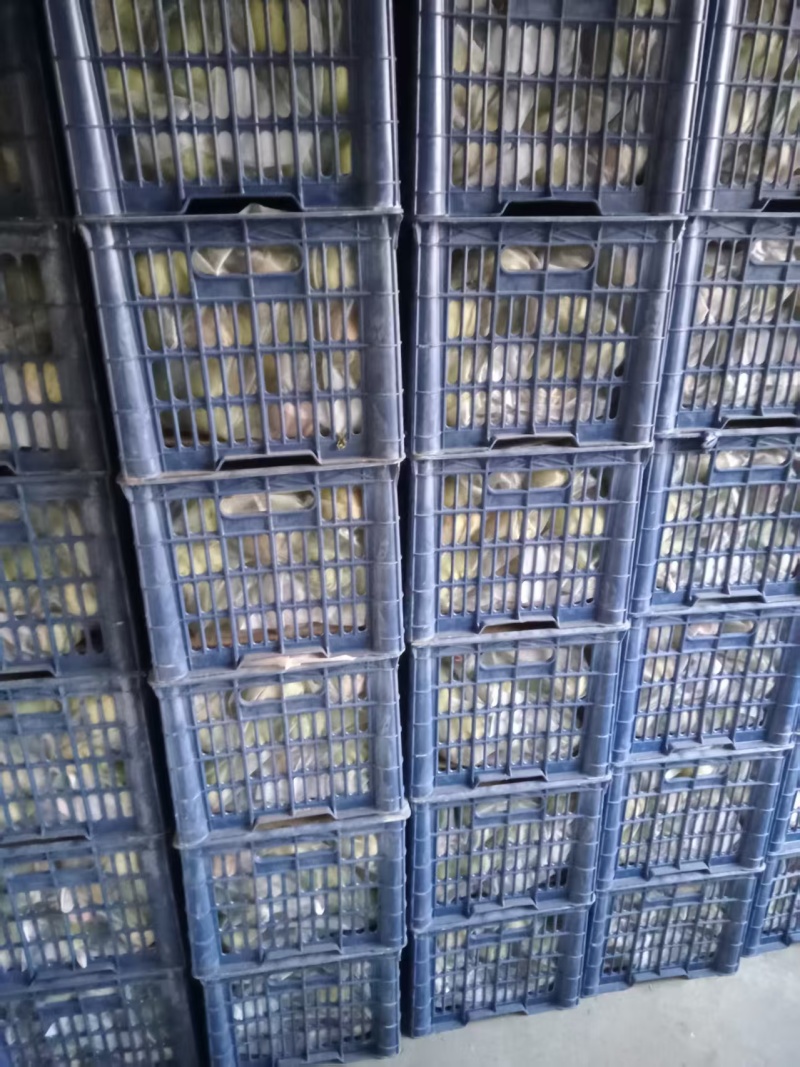 自家果园出售批发大量苹果梨，果品优选有意者联系