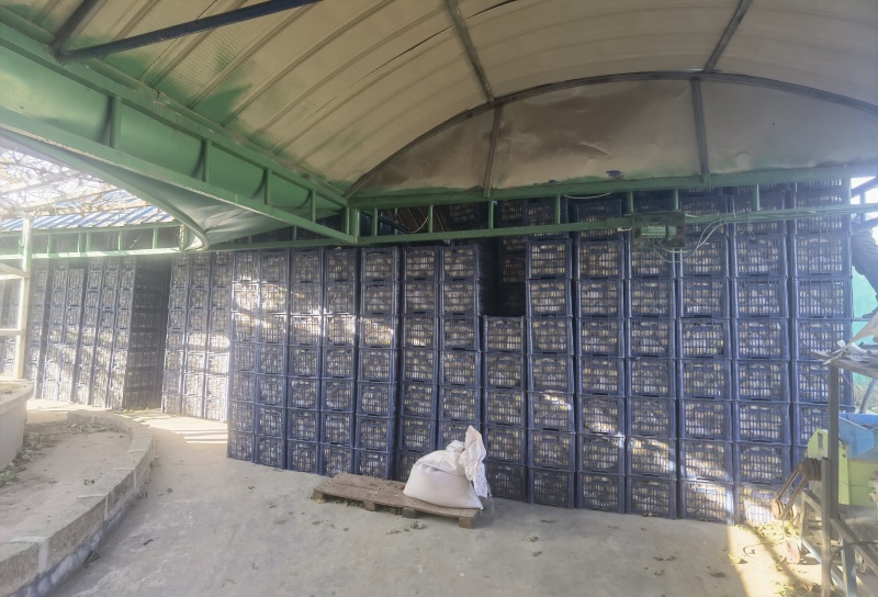 自家果园出售批发大量苹果梨，果品优选有意者联系
