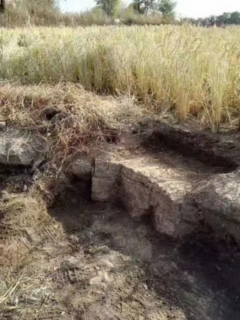 【响水大米】黑龙江大米/响水石板大米/产地直发电商团购