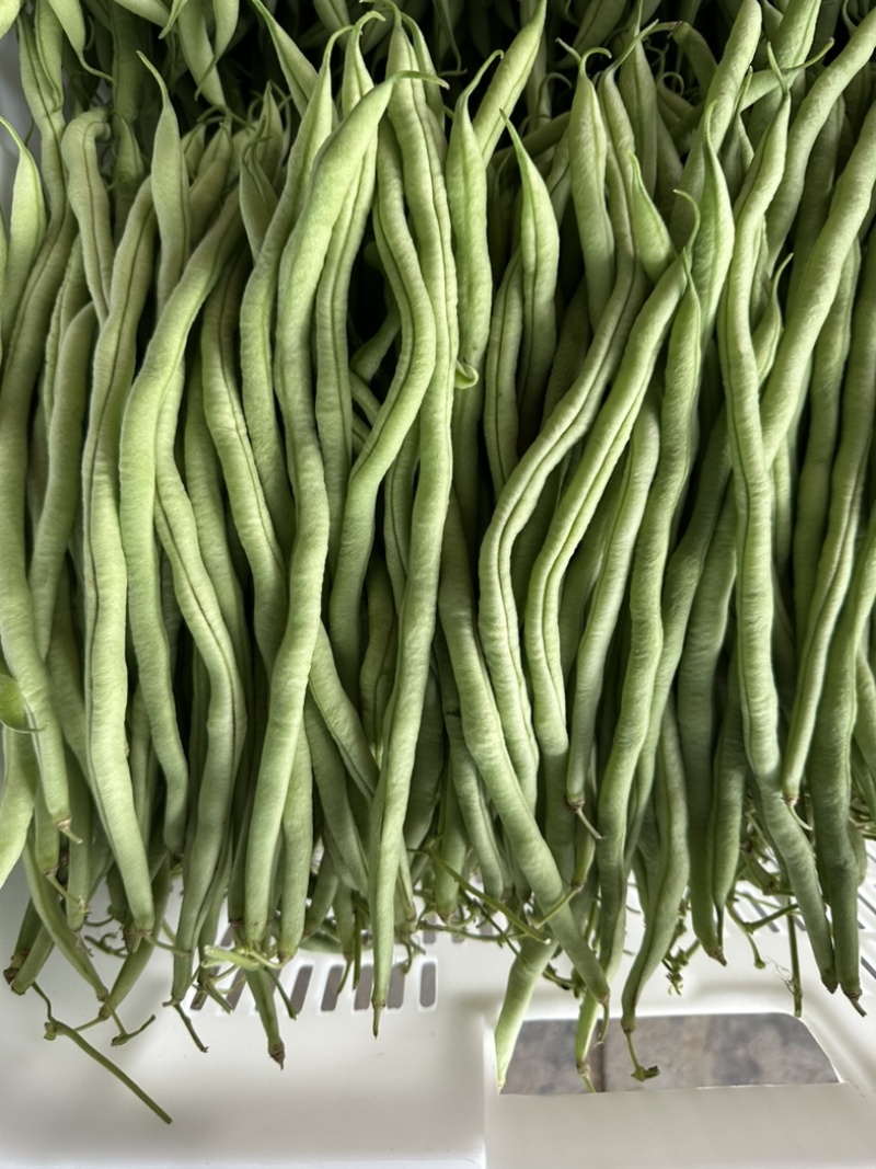 无茎豆无茎豆量大价格便宜价格优美优美