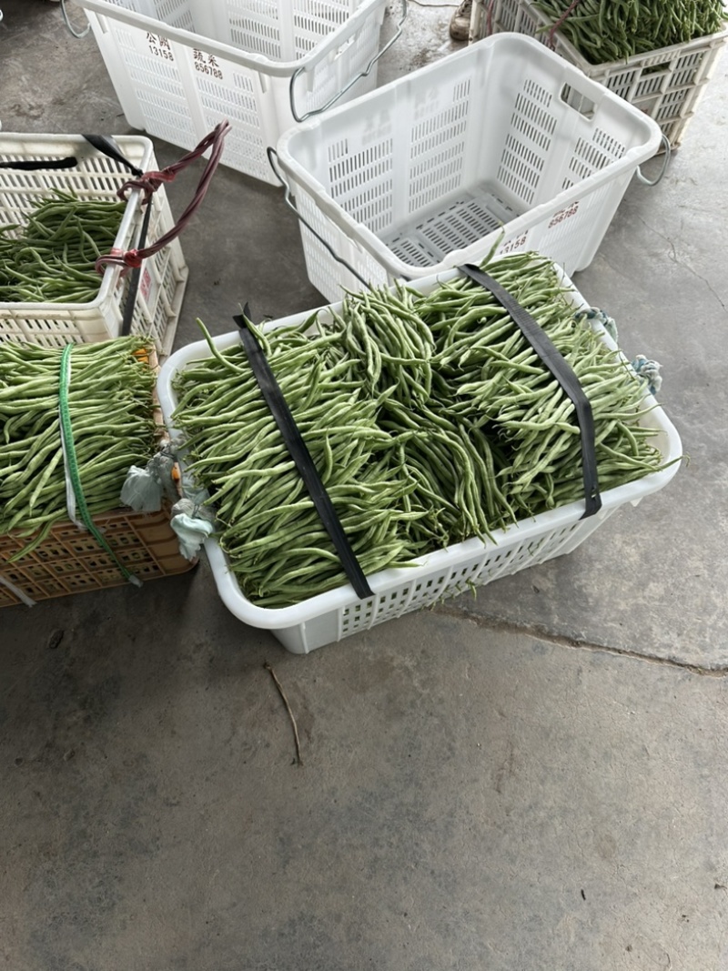 无茎豆无茎豆量大价格便宜价格优美优美