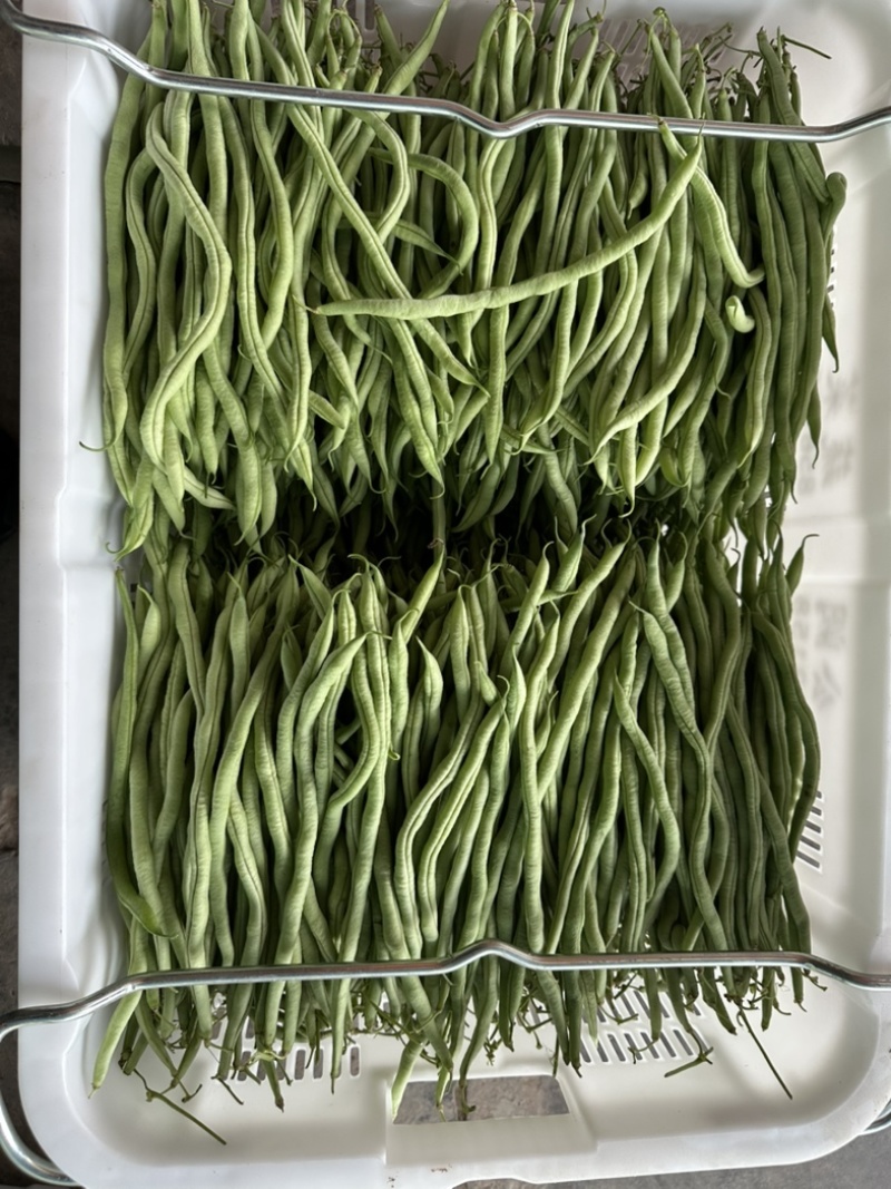 无茎豆无茎豆量大价格便宜价格优美优美