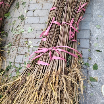 地径一公分以上厚皮黄柏苗