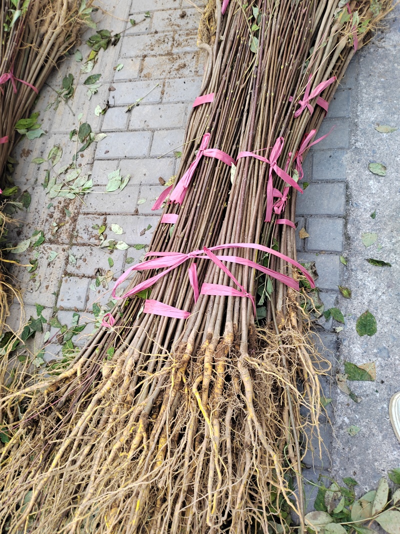 地径一公分以上厚皮黄柏苗