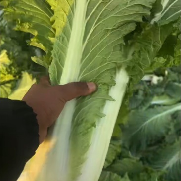 60青麻叶大白菜