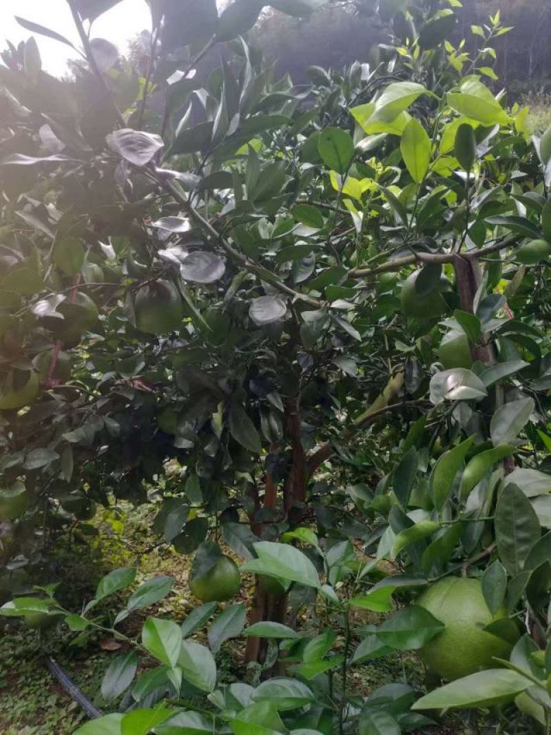 浙江精品鸡尾葡萄柚自产自销保证质量欢迎随时电话联系