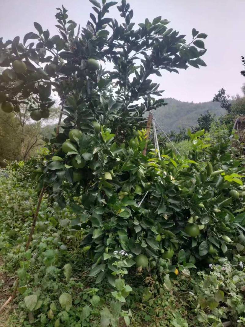 浙江精品鸡尾葡萄柚自产自销保证质量欢迎随时电话联系