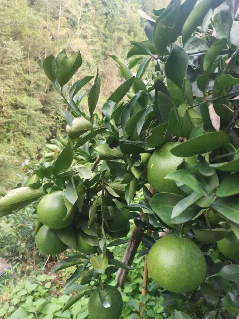 浙江精品鸡尾葡萄柚自产自销保证质量欢迎随时电话联系