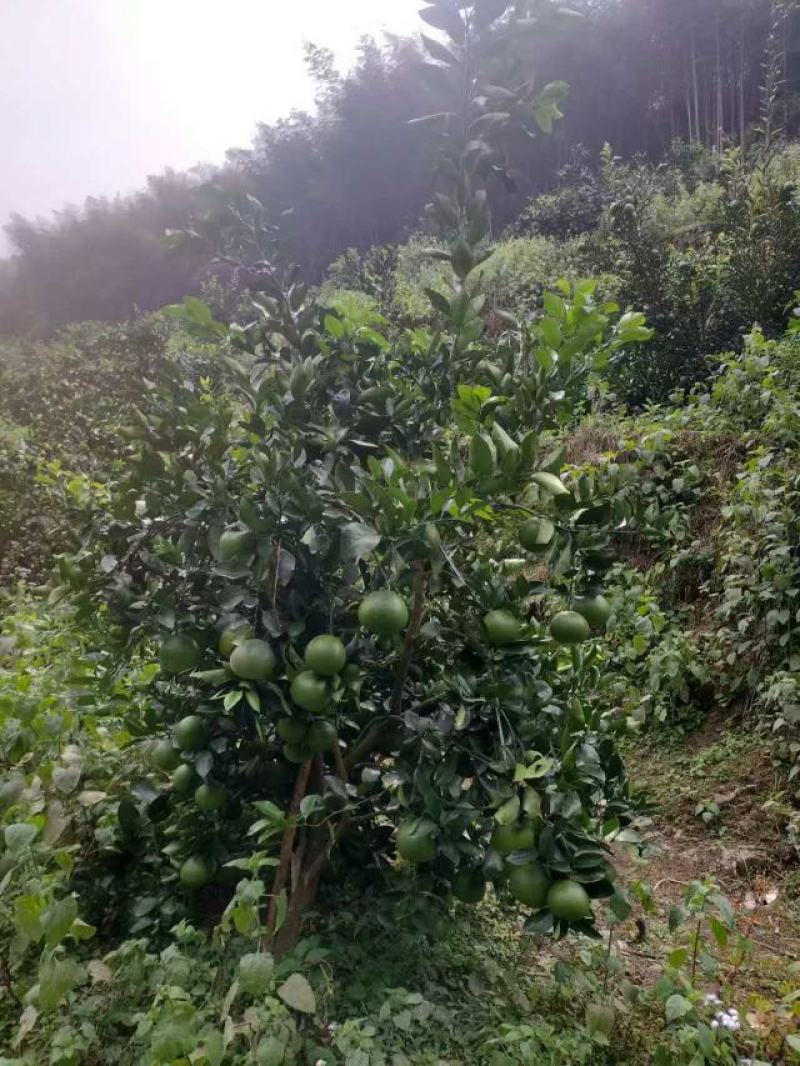 浙江精品鸡尾葡萄柚自产自销保证质量欢迎随时电话联系
