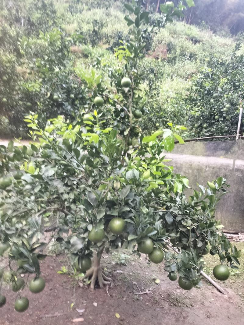 浙江精品鸡尾葡萄柚自产自销保证质量欢迎随时电话联系