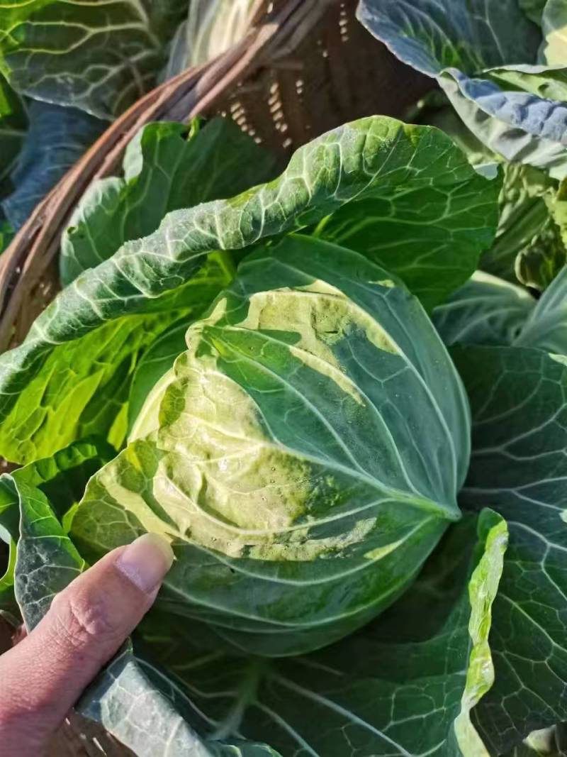 奥奇娜甘蓝包菜品质保证量大从优对接各大商超